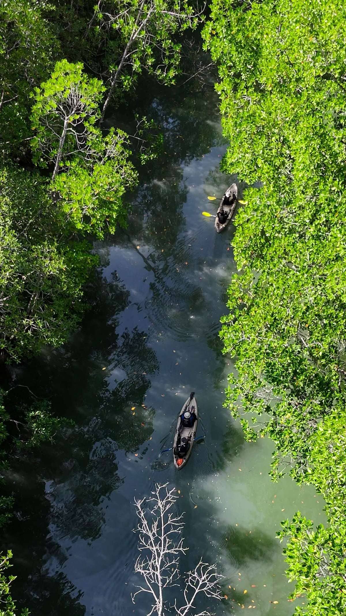 Kilim Mangrove Kayak Tour