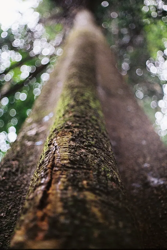 Nature in Penang